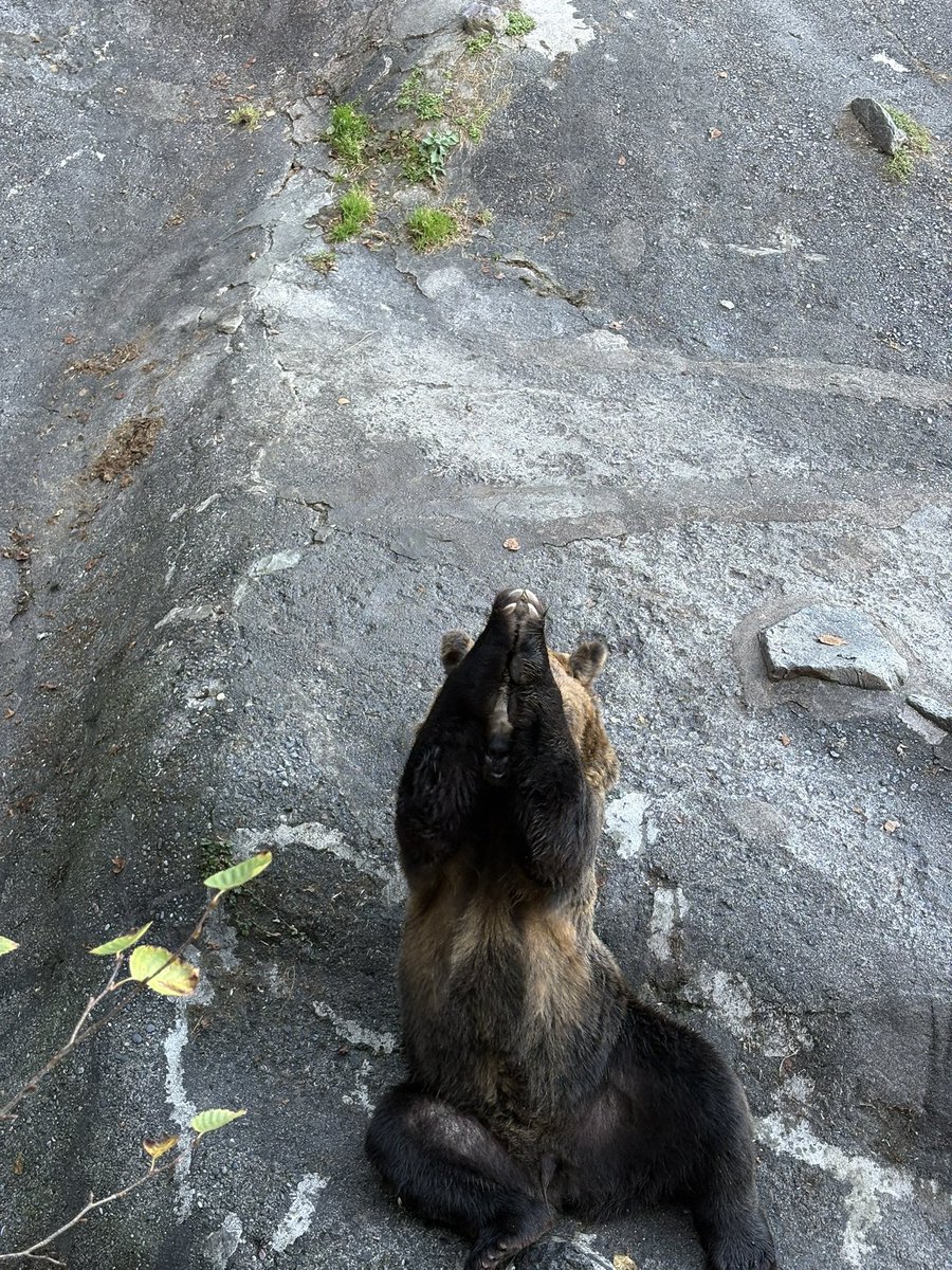 Faporgra627's tweet photo. 今日は登別に来た！！✨
クマ牧場のクマ思ってた以上にでっかくて迫力すごかった😳😳
車停めた所の近くに野生のエゾシカの群れも発見👀 https://t.co/BwWQnGuz6Z