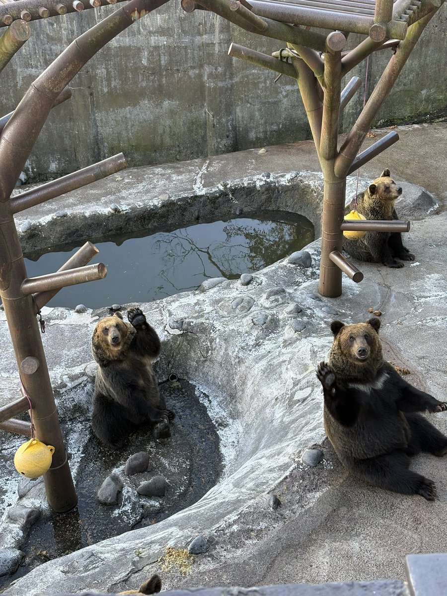 Faporgra627's tweet photo. 今日は登別に来た！！✨
クマ牧場のクマ思ってた以上にでっかくて迫力すごかった😳😳
車停めた所の近くに野生のエゾシカの群れも発見👀 https://t.co/BwWQnGuz6Z