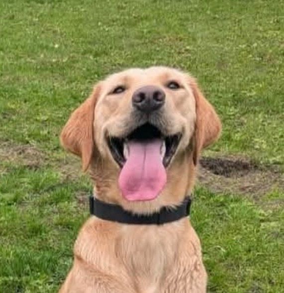 chorleyguidedog's tweet photo. Hereโs another great #TongueOutTuesday!
#Chorley #GuideDogsUK #GuideDogs #GuideDogsForTheBlind https://t.co/Gft4mdBzXs