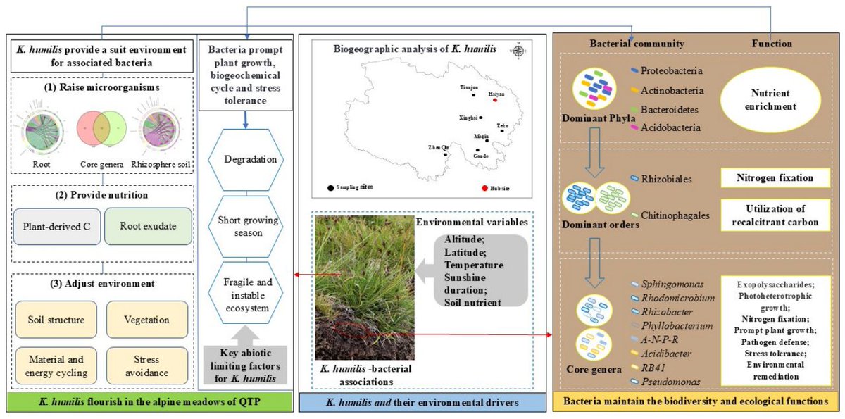 DiversityMDPI's tweet photo. 🦠 #Rhizosphere #Bacterial #Diversity and Community Structure of Kobresia humilis in the Alpine Meadow of Eastern Qinghai–Tibetan Plateau and Its Response to Environmental Variables
👥 Qingqing Peng et al.
🔗 Read at: https://t.co/FnL72BUh4u
#AlpineMeadow #KobresiaHumilis https://t.co/tPlvaLkVh5