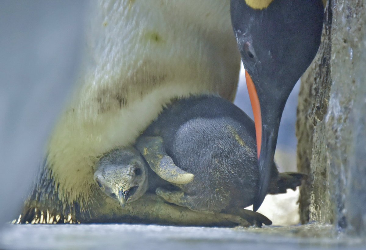 Osaka_Kaiyukan's tweet photo. オウサマペンギンのヒナが誕生しました🐧

現在は親鳥のお腹の下で過ごしていることが多く、ときおり小さな顔をのぞかせます

これからの成長を、あたたかく見守ってくださいね😌
#南極大陸水槽 https://t.co/SVmKanZh5w