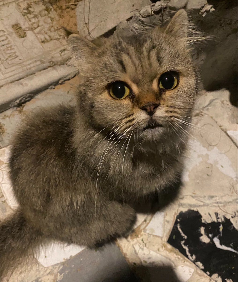 anamhssn's tweet photo. found this distinguished gentleman loafing around last night near my door. 🍞 https://t.co/RrBigx4qlb