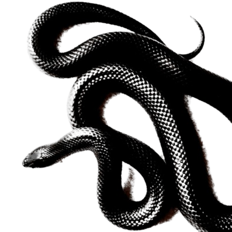 breedofserpents's tweet photo. ⠀
⠀
 ⠀ FEYRE ARTEMISA SAYRE.

⠀⠀american ⠀⠀ ⠀⠀⠀  ⠀ witch.
⠀⠀archaeologist &amp; pureblood.
⠀⠀the  ⠀⠀potions⠀   mistress.
⠀⠀parseltongue.⠀⠀ ⠀⠀ ⠀ 
⠀⠀proud⠀  ⠀⠀⠀   heiress.

⠀━━━━━━━━━━━━━
 ⠀            MAIN THREAD. https://t.co/ArfkJACGxO