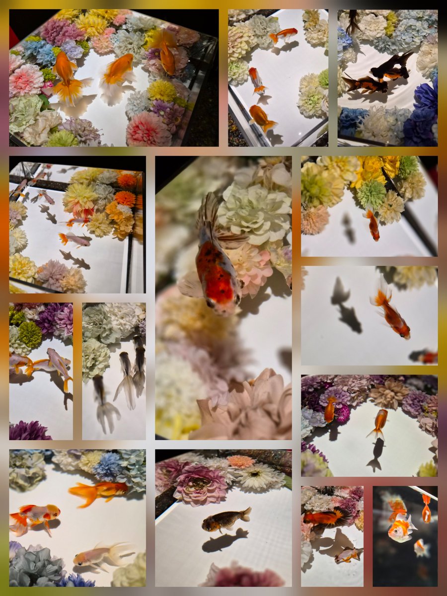 kingjoe_myphoto's tweet photo. ART AQUARIUM
NAGOYA 2026
金魚・光・音・香

いろんな金魚さんたちが
華やかな花に彩られた水槽で
可愛らしくSwimming😊

癒しの時間でした🤭 https://t.co/lml8gGVpSK