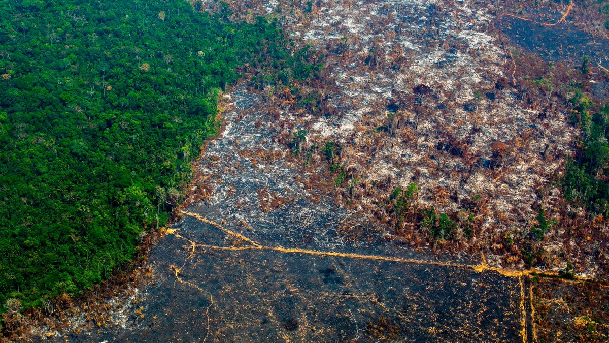 LunarisMika's tweet photo. "Oh but I don't care about Brasil it's their problem if Flávio Bolsonaro wins"

This country has the biggest tropical forest of the World, and believe me, if Flávio wins, agribusiness will DEFOREST it ALL for the sake of planting soy for their own profit. The world will die. https://t.co/HoFMjhhyo7