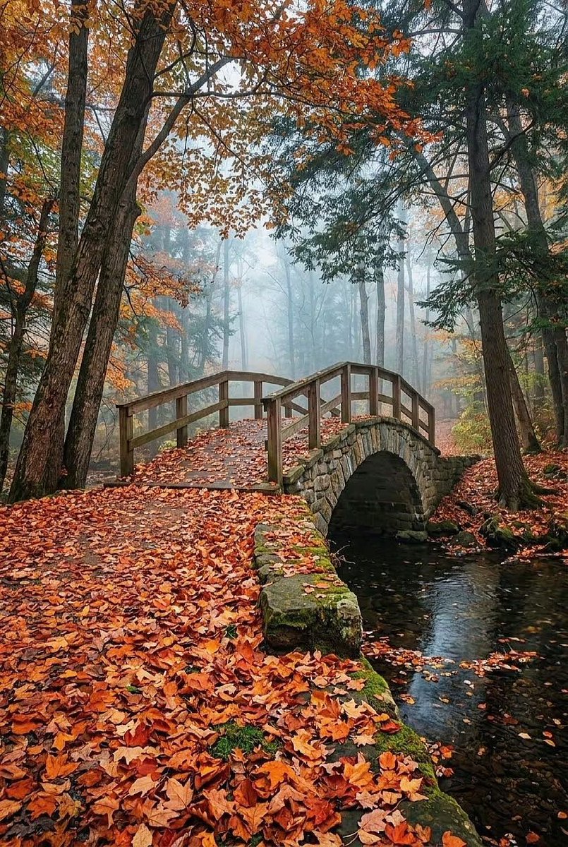 MonicaDrie's tweet photo. 🍁🍂 https://t.co/K1UW9qMAzD