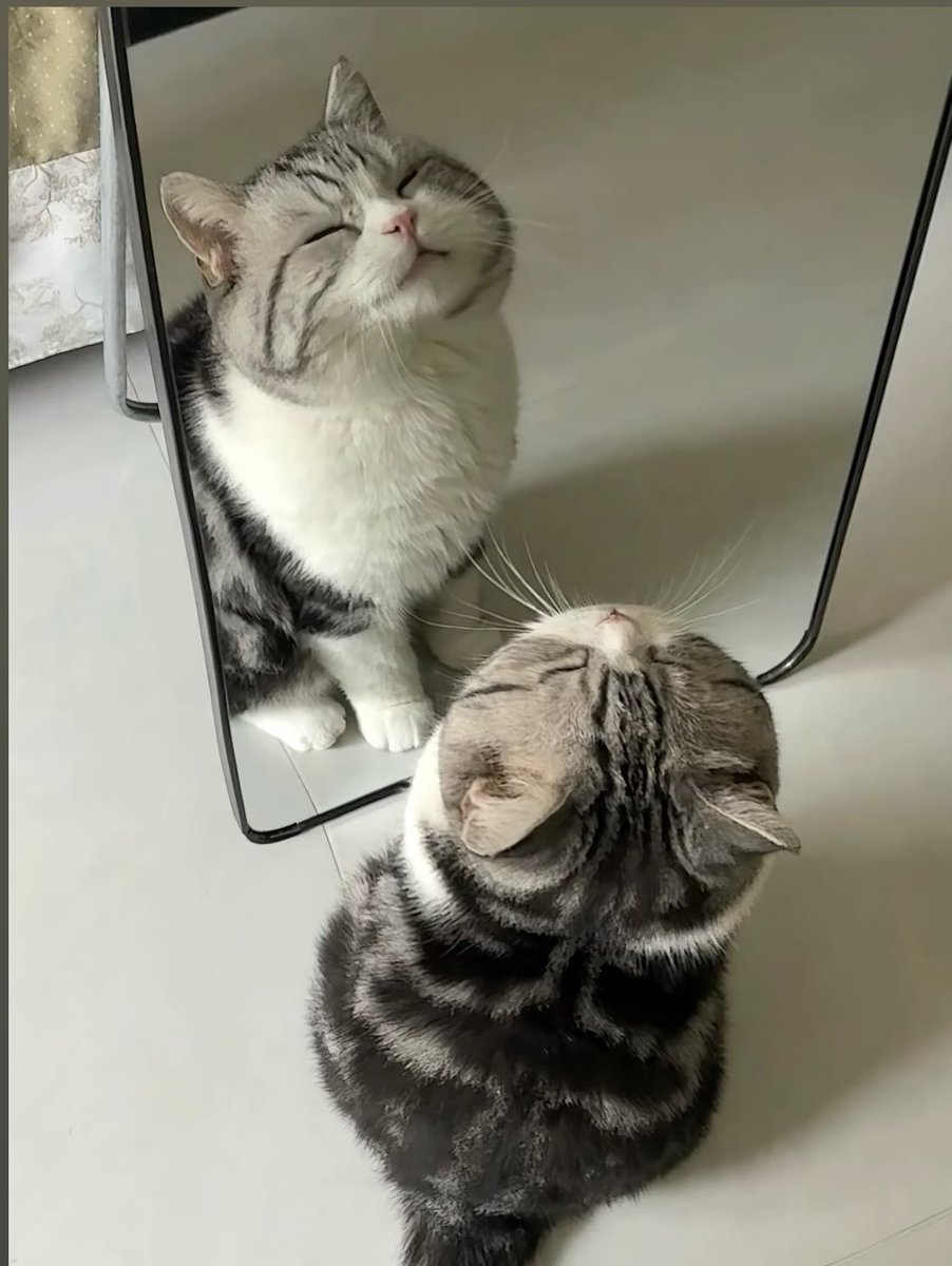 BestOfMeow's tweet photo. https://t.co/v6i3t5UL4p