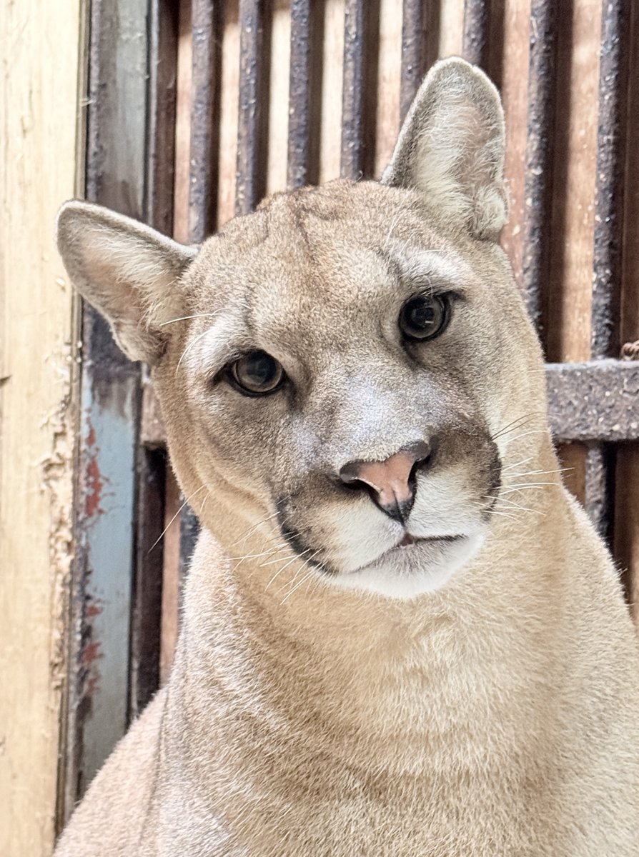 moriokazoo's tweet photo. こんなに大きくなりました！のピューマ3兄弟。
“キャフ”（メス）：母親とのじゃれ合い後の興奮を添えて
“ツィー”（オス）：齧りまくった板を添えて
“シェダル”（オス）：“ツィー”の熱視線を添えて
＃ピューマ一家 https://t.co/jfuttEm0nw