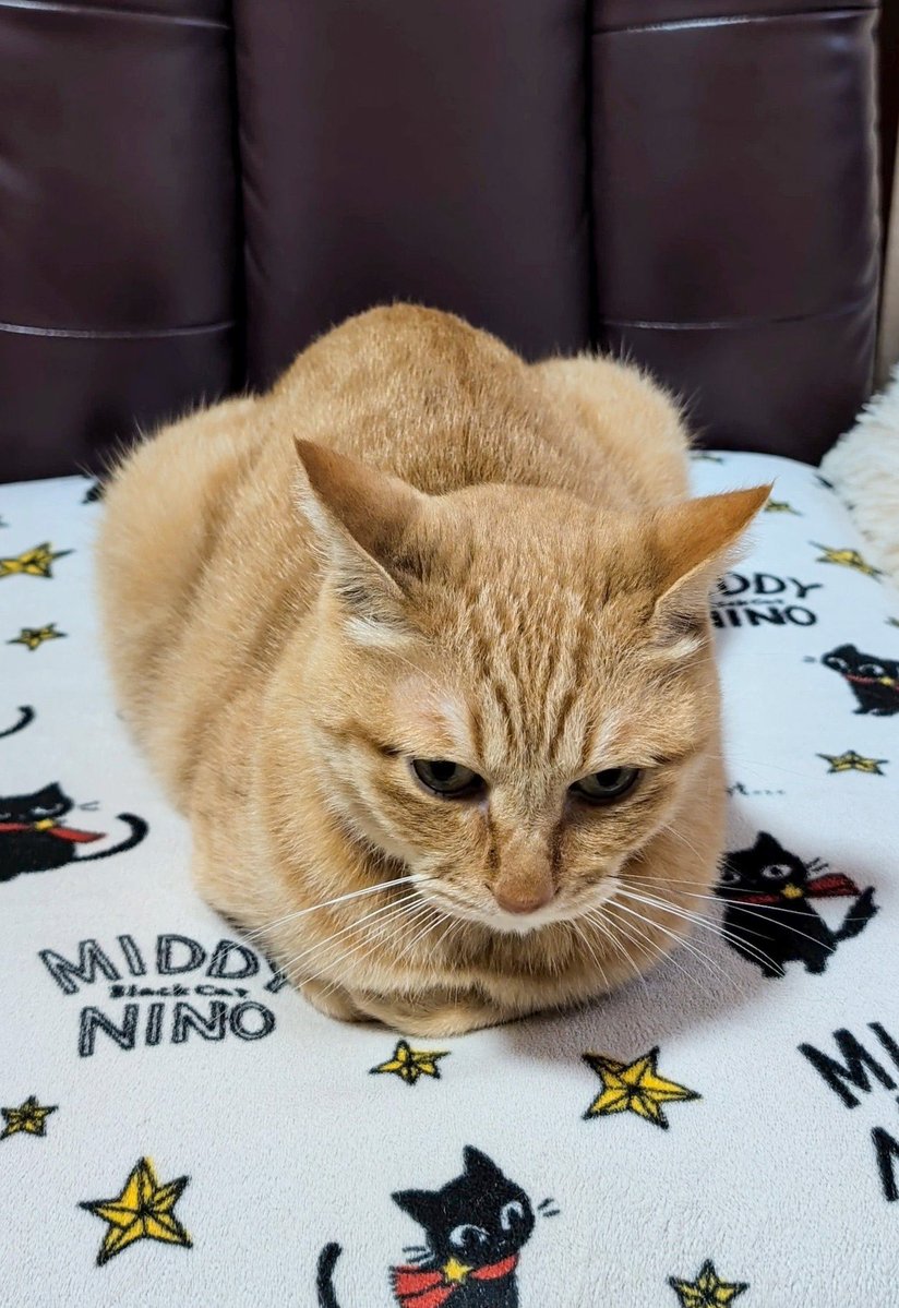 purinlala's tweet photo. おててないない https://t.co/fy2asGpK4D