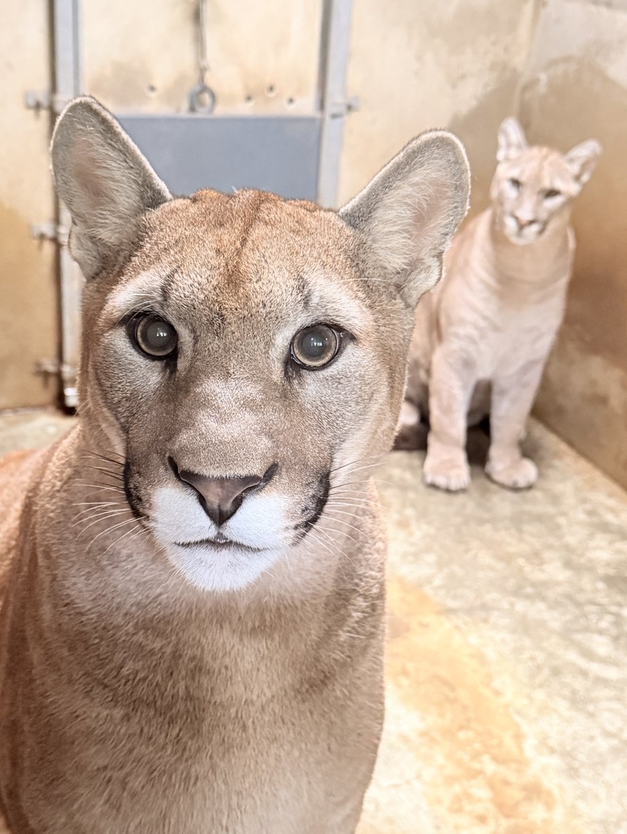 moriokazoo's tweet photo. こんなに大きくなりました！のピューマ3兄弟。
“キャフ”（メス）：母親とのじゃれ合い後の興奮を添えて
“ツィー”（オス）：齧りまくった板を添えて
“シェダル”（オス）：“ツィー”の熱視線を添えて
＃ピューマ一家 https://t.co/jfuttEm0nw