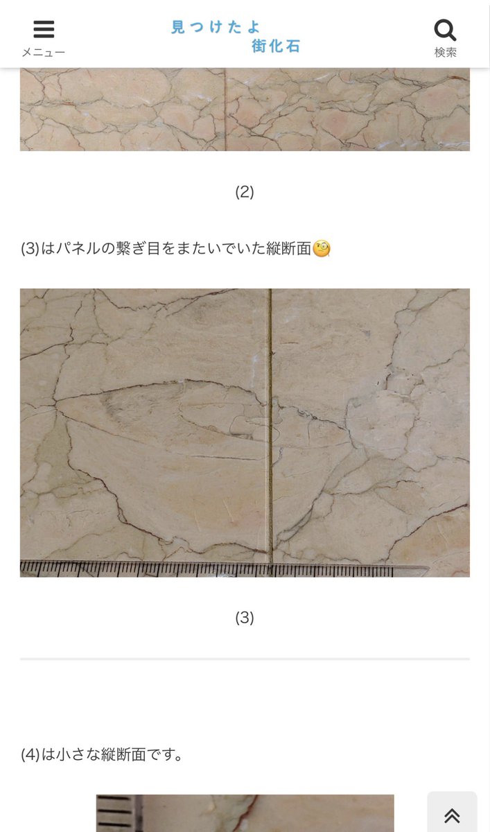 kuta0041378's tweet photo. @y3puente 「繋ぎ目をまたいでいたアンモナイト」ですが、縁の断面がとんがってますね。相場先生の論文にあったオッペリア科かもしれません。
https://t.co/XQaX5s1Tv1 https://t.co/aSrizdmDnn