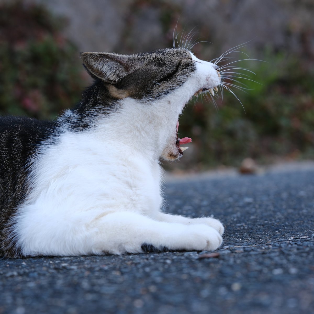 mountainfrog2's tweet photo. 眠たい猫と不機嫌な猫
#地域猫
#平等寺
#公民館
#写真好きの人と繋がりたい https://t.co/bUzOicdZmz