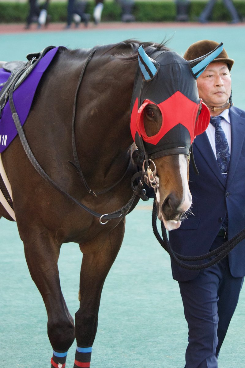 momokuma2222's tweet photo. ヘリオスくん🐴
去年のチャンピオンズCで会ったのが最後でした😭
この可愛いメンコ姿が大好きでした💕
まだ受け入れられないよ😭
#ヘリオス https://t.co/Jr1gDZQza7