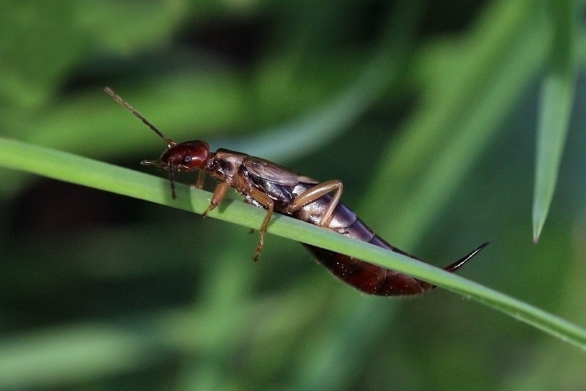 totBestioles's tweet photo. Tisoretes. La tisoreta és un insecte. El nom papaorelles ve de la falsa creença que entren a les orelles i al cervell. És inofensiva, té cura de les cries i les pinces li serveixen per aparellar-se, menjar i defensar-se. · Foto: Charles J. Sharp (CC BY-SA 4.0) · #insects https://t.co/BD8w6m1LJN