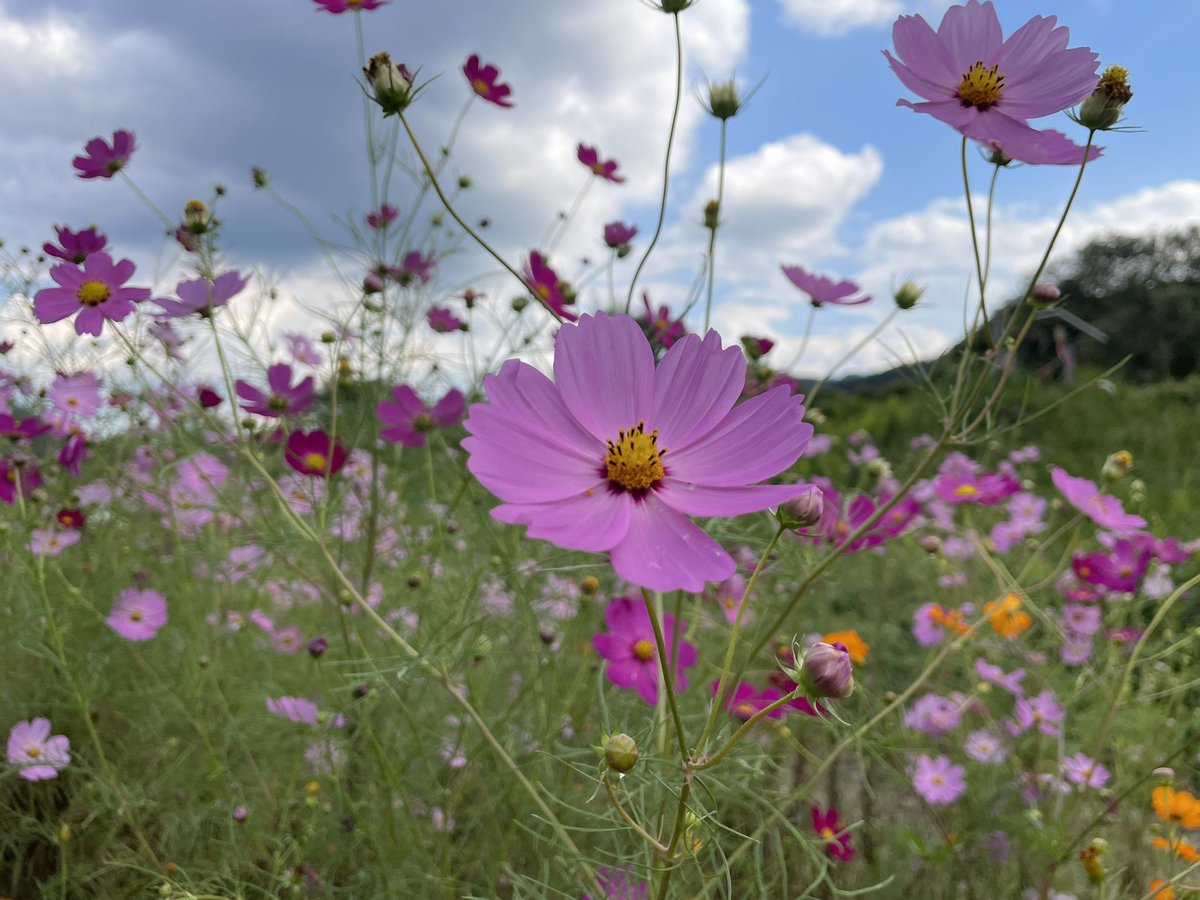 masumi_han's tweet photo. たぶん、秋ですね https://t.co/2BRGMraZcL