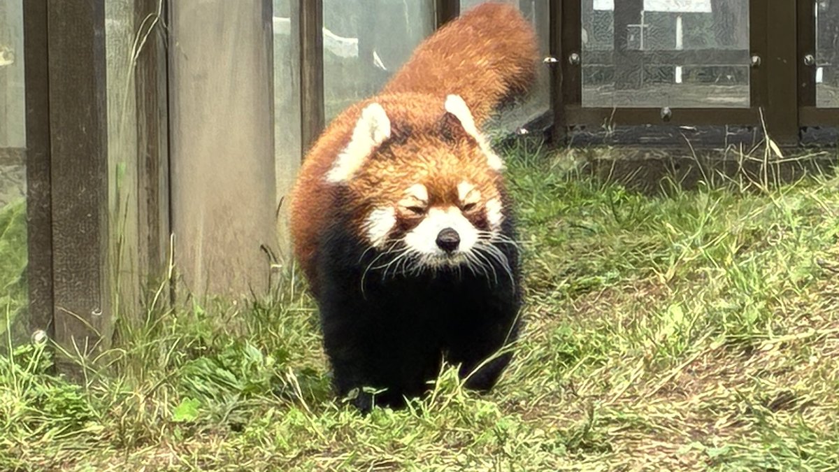 tomozou_channel's tweet photo. レッサーパンダが可愛すぎた🐼

#茶臼山動物園
#レッサーパンダ https://t.co/29HZCqlQR5