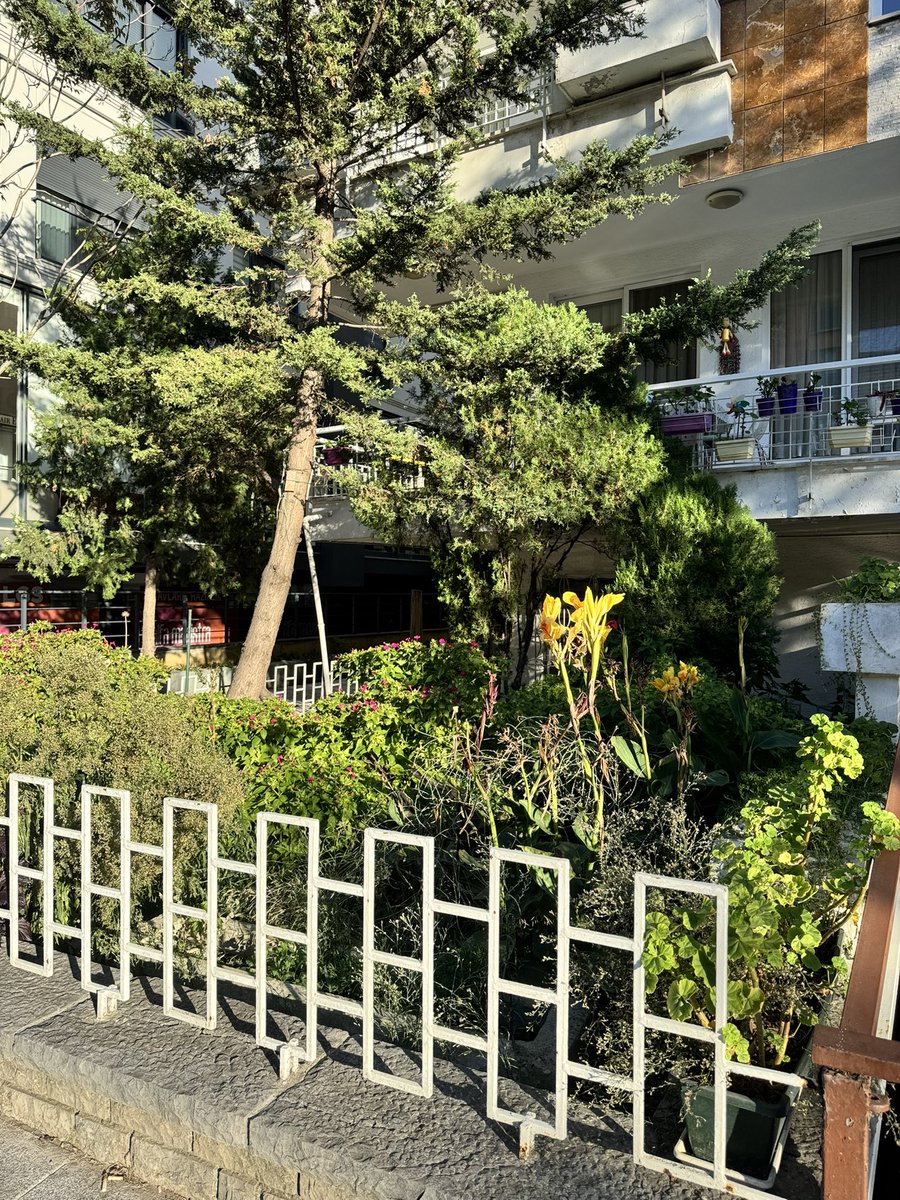 sedaelyildirim's tweet photo. Kentsel dönüşüme giden binalarda en çok üzüldüğüm şeylerden biri, yıllar içinde apartman bahçelerinde kendiliğinden oluşan küçük habitatların yok olması.

Yabani bitkiler, kendiliğinden yetişen otlar, çalılar, ağaçlar… Yıllarca orada oluşmuş o doğal bitki örtüsü tamamen yerle bir oluyor.