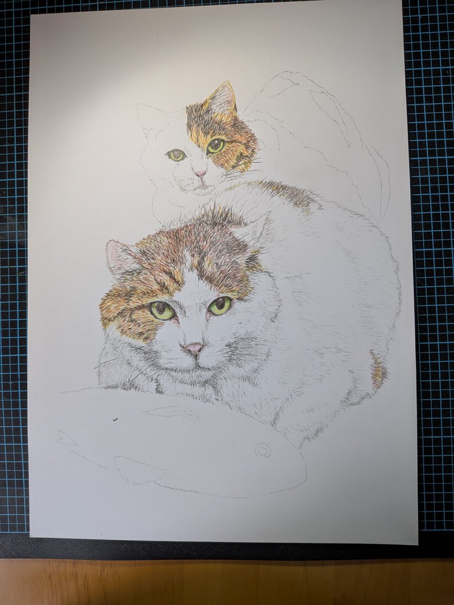 daifukuer's tweet photo. 色鉛筆画でうちの福さんと幸さんを描きました。 https://t.co/CoYiuP0nul