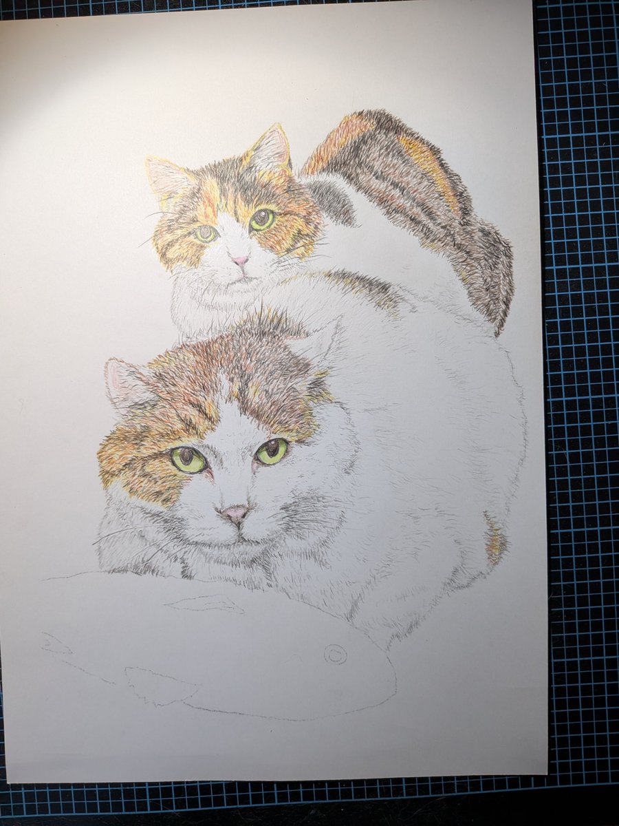 daifukuer's tweet photo. 色鉛筆画でうちの福さんと幸さんを描きました。 https://t.co/CoYiuP0nul