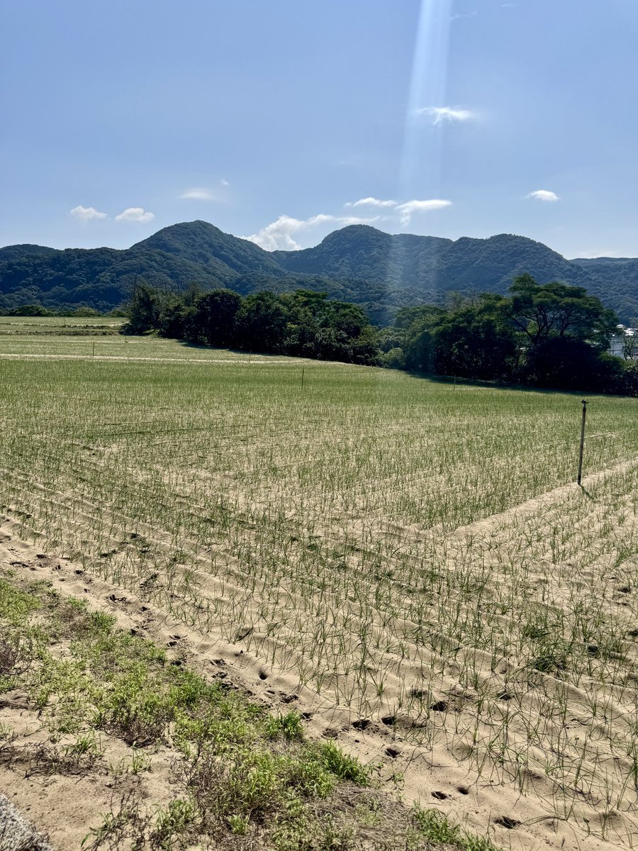 af_baka's tweet photo. 鳥取市福部のらっきょう畑の写真撮影
晴天でまだまだ暑い🫠

この時期は肥料の散布と草取りをされていて
これだけ広い畑で手作業で草を取っています

普段何気なく食べているらっきょうも
ひとつひとつ人の手が加わって作られているんですね

並んで撮影したらすごい日焼けでした https://t.co/RVukK6JkF7