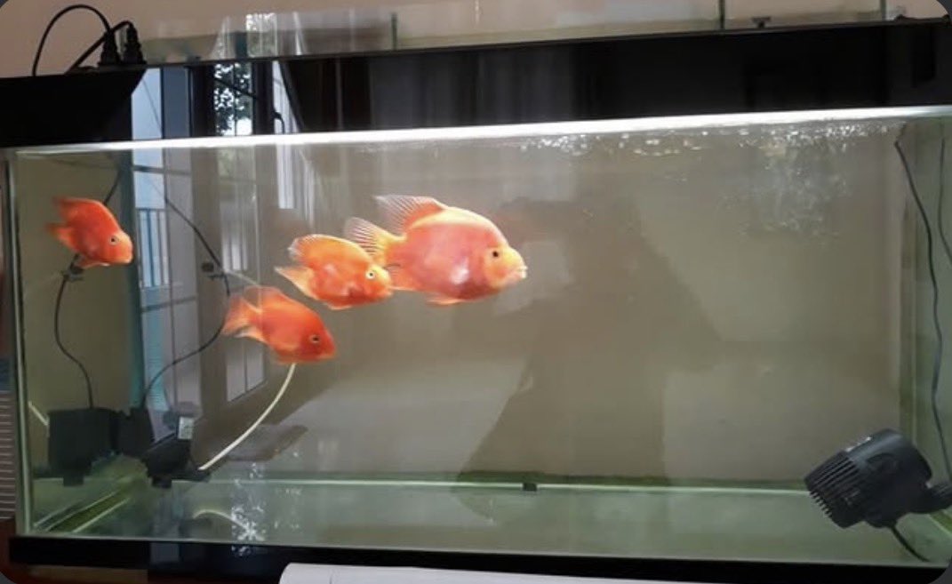 LongthDragon's tweet photo. Here is the reference of my dad fish tank https://t.co/X4gdprVSzg