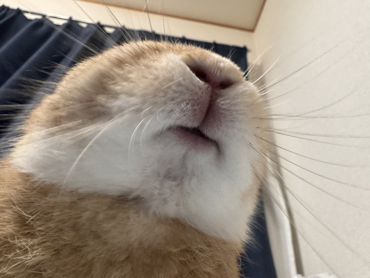 Syogunsama426's tweet photo. メガお口 https://t.co/inSpANPW04