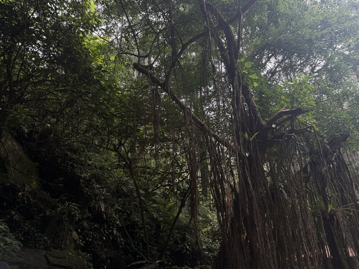 venusrythm's tweet photo. #treeposting https://t.co/6AZYMI5jzv