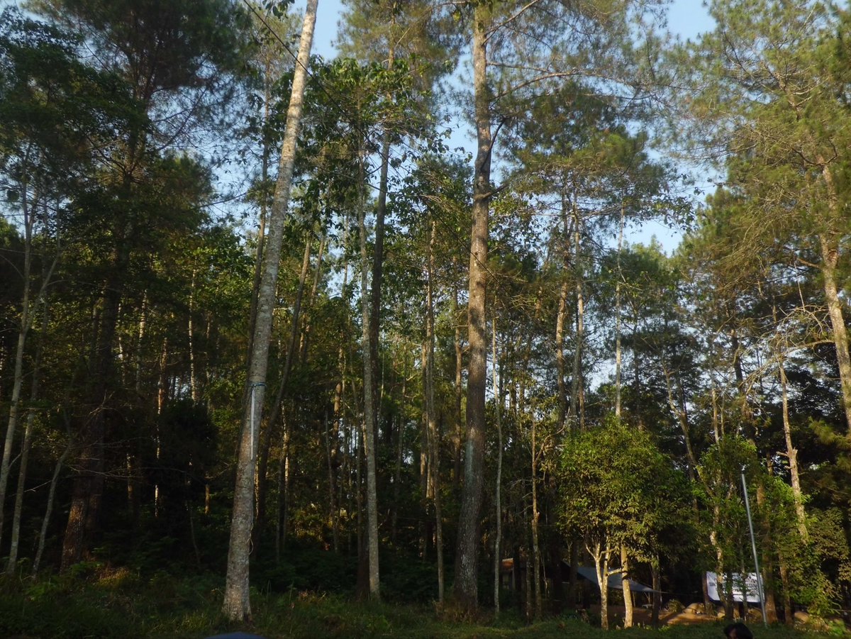 meongieXD's tweet photo. #treeposting #nature https://t.co/GD8HafoOMP