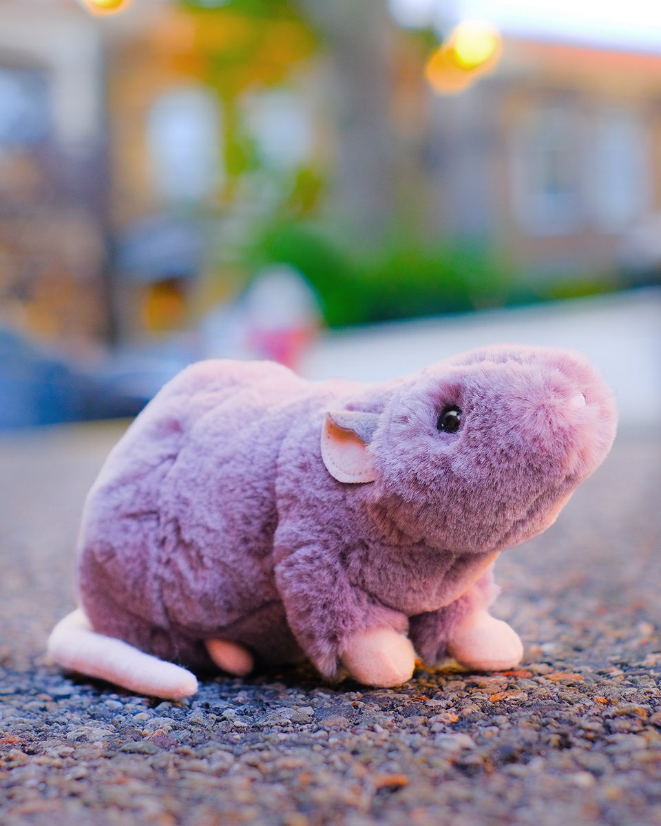 douglastoys's tweet photo. Ralph Rat loves scurrying around the city streets on crisp fall days like today! ๐ ๐
Where do you like to live? Are you a city rat? ๐๏ธ or more of a country mouse? ๐ ๐ง
#rat #cute #plushies #cuterat #ratplush #douglas #plush #city #newyorkcity #ratplush #stuffedanimals https://t.co/iOcfkSNQJ6