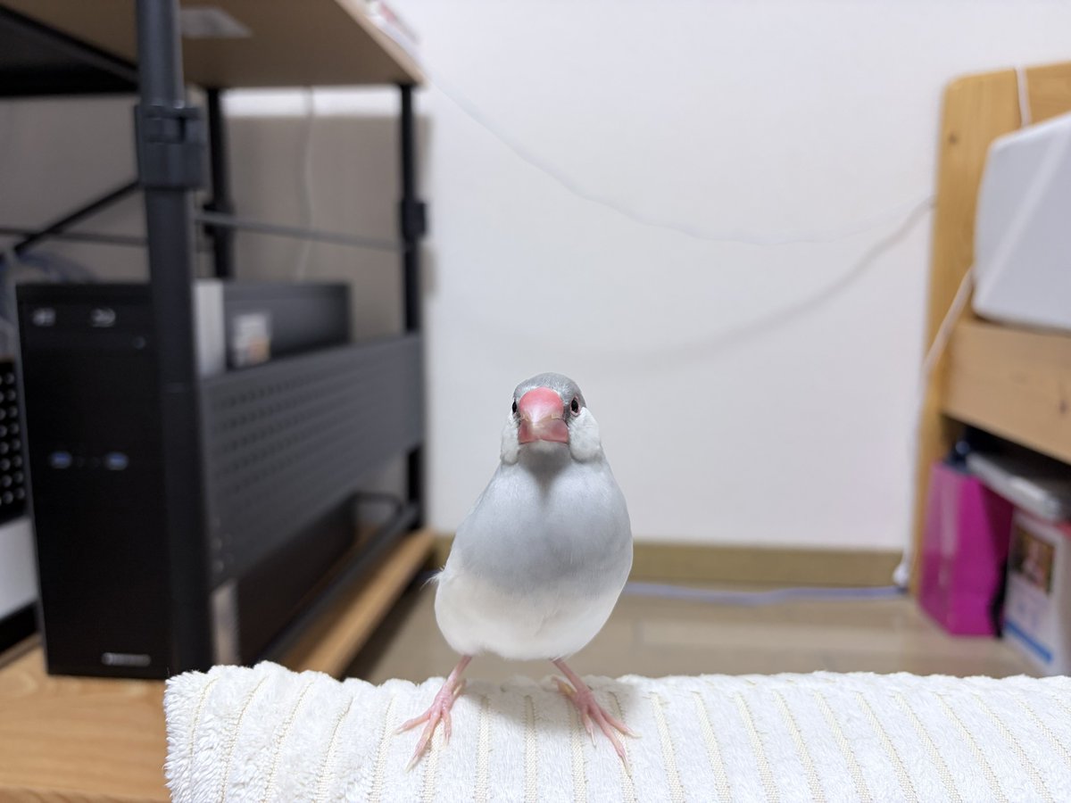 0_ppp000's tweet photo. 寝る前23.7g、またサニーキッチンでハーブなどなどお買い物🌿
ムクはラベンダーが好きですとコメントしたら、こんなお手紙いただいてしまった♡嬉しいねっ
最近なんでかよく気が立ってるから、ラベンダーで癒されてね🫧 https://t.co/P7lOaYRTko