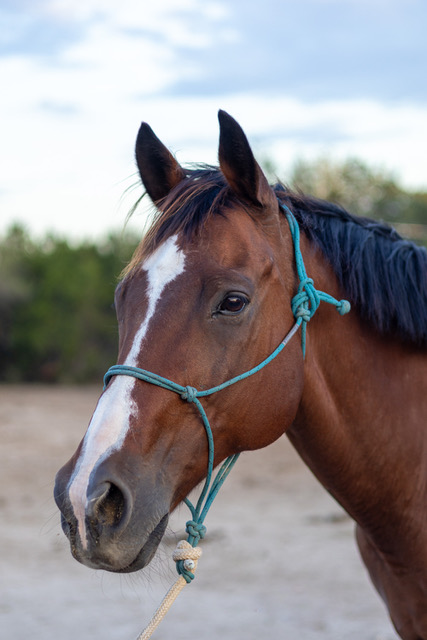 AfterFinishLine's tweet photo. October HAY Grant #1 LOPE-TX $2500. Help #OTTB nonprofits fill barn w/winter HAY. LOPE inspires youth 2 work in horse industry. Oro Rush noncompetitive/knee injury. Fire Giant raced-pony horse-lighter job due to injuries. Not Again Jackie rehab fetlock, a teaching/sanctuary horse https://t.co/ARsiKIgYcP