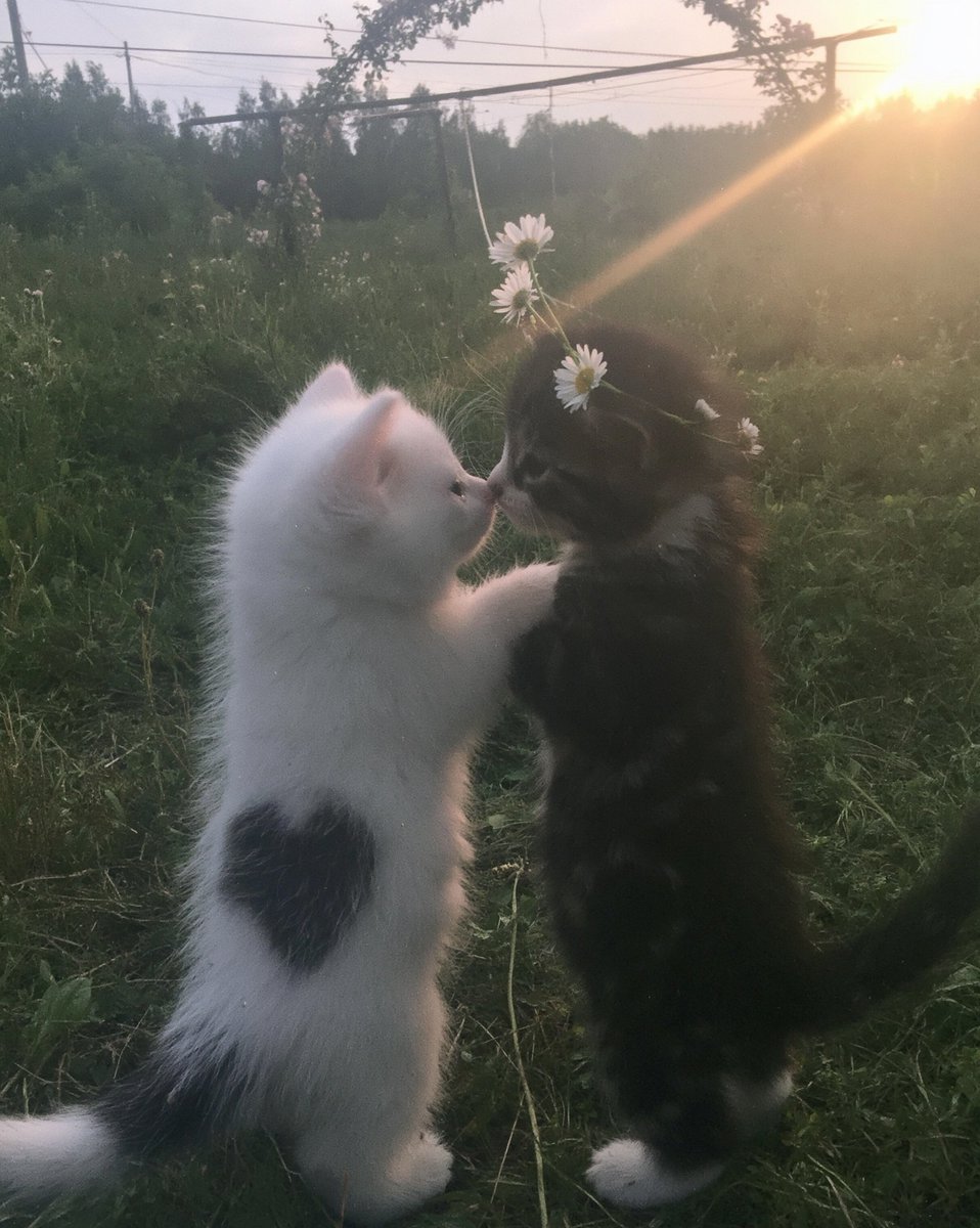 PostofcatsX's tweet photo. https://t.co/PxpPb2ehjW