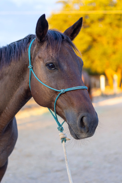 AfterFinishLine's tweet photo. October HAY Grant #1 LOPE-TX $2500. Help #OTTB nonprofits fill barn w/winter HAY. LOPE inspires youth 2 work in horse industry. Oro Rush noncompetitive/knee injury. Fire Giant raced-pony horse-lighter job due to injuries. Not Again Jackie rehab fetlock, a teaching/sanctuary horse https://t.co/ARsiKIgYcP