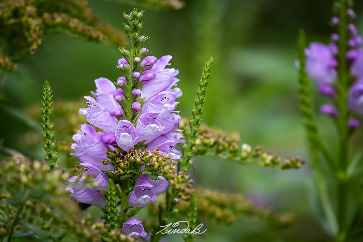 LSBofEBB's tweet photo. Obedient Plant
One of the late Summer/early Fall flowers that I have really enjoyed this year.  Despite other plants competing with it, this one remains the star of the show. 

#godshandiwork #purpleflowers #pollinatorgarden #itsinthedetails #enjoyitwhileitlasts  #photographer https://t.co/rcF5yoFKQC