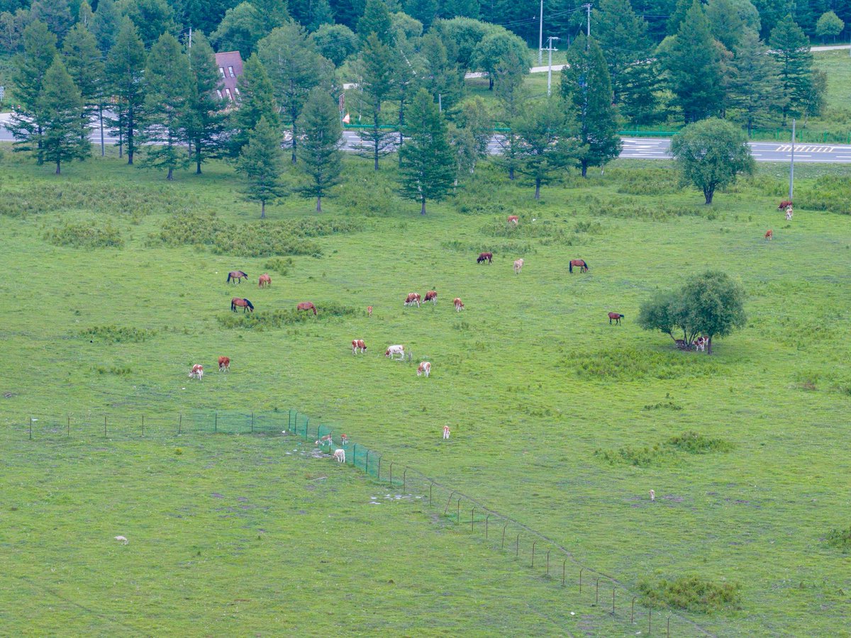 AdalinePay5g's tweet photo. “En el campo, una caa de tallo muestra cómo los caballos pastan tranquilos mientras alguien observa desde lejos, momento de paz rural!”， https://t.co/svb3LRT7Ji