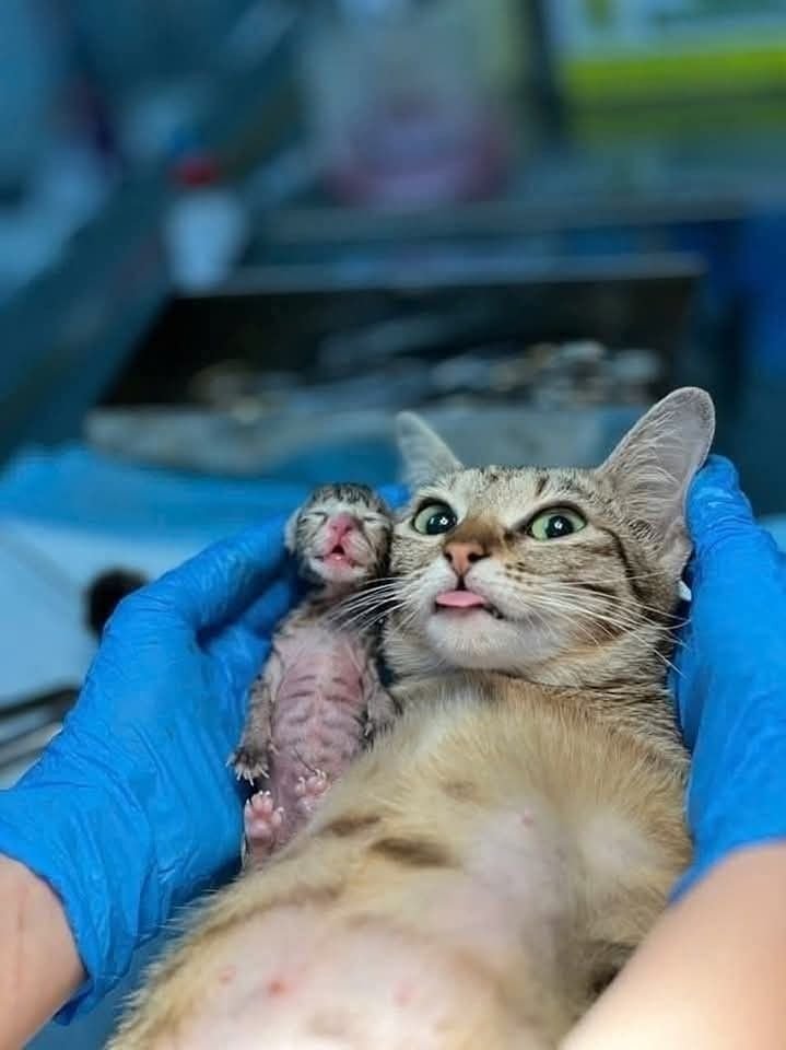 KittiesVids's tweet photo. https://t.co/2vbnZyHs4t
