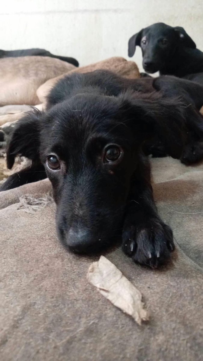 lyssitta's tweet photo. #SERVICIOSOCIAL
ADOPTA 🐾🐶

la perrita tiene 3 meses y una semana fue rescatada de la calle de una camada de 7 aún hay 2 más que necesitan hogar con urgencia

Se encuentra en colonia atlacatl por el seguro social de la zona por el inframen contacto teléfono 61476182 con Guillermo , en todo caso si alguien interesado tiene dificultad para movilizarse podemos coordinar