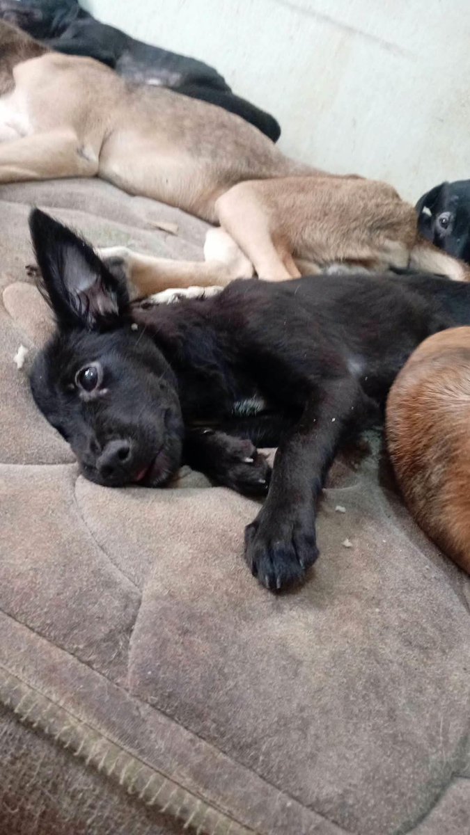 lyssitta's tweet photo. #SERVICIOSOCIAL
ADOPTA 🐾🐶

la perrita tiene 3 meses y una semana fue rescatada de la calle de una camada de 7 aún hay 2 más que necesitan hogar con urgencia

Se encuentra en colonia atlacatl por el seguro social de la zona por el inframen contacto teléfono 61476182 con Guillermo , en todo caso si alguien interesado tiene dificultad para movilizarse podemos coordinar