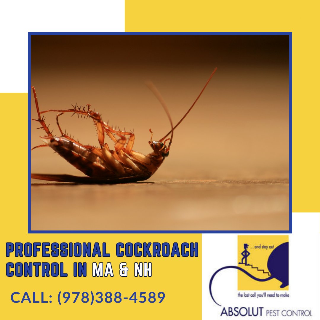 AbsolutPest4's tweet photo. At Absolut Pest Control, we provide prompt, professional service to remove roaches from your home and help prevent them from returning. Contact us today to get started!
https://t.co/HTEcG5cTka 
#roachcontrol #cockroaches #pestcontrol #MA #NH #amesburyma https://t.co/DcElXhSxGh