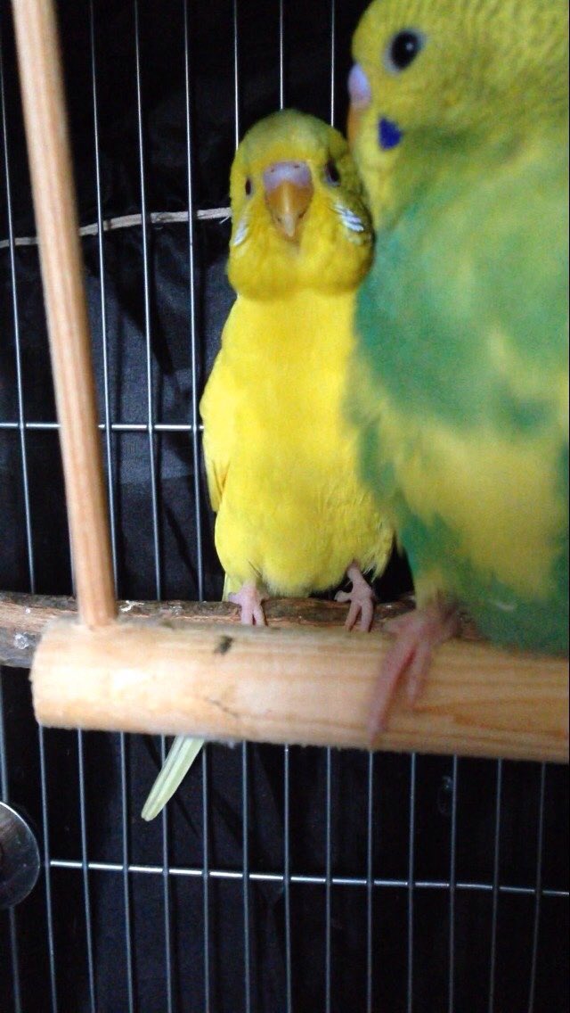 ususio_sio's tweet photo. 息子インコが初めてブランコに乗ったのを見て嬉しんでいる父インコ https://t.co/7IJUnOxMsa