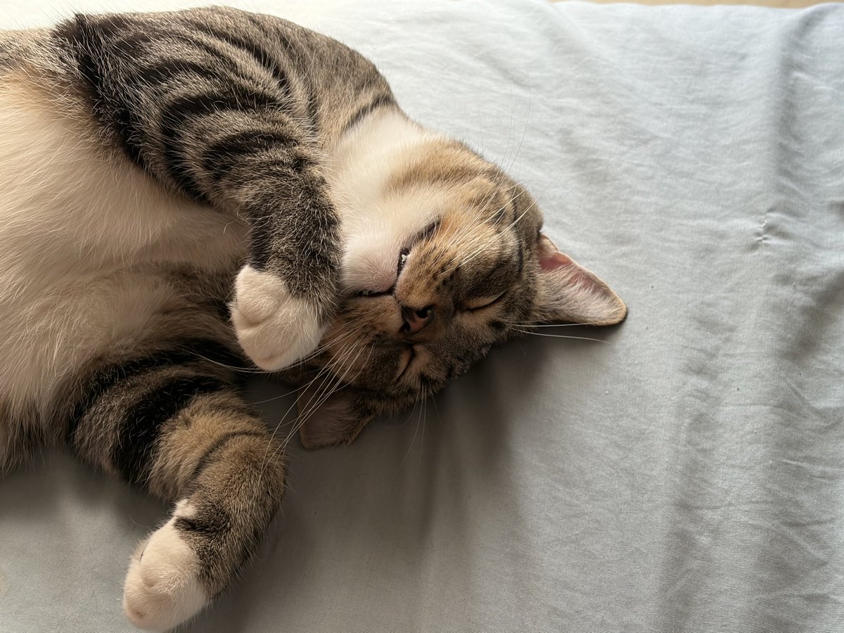 Siriu7BlueMike's tweet photo. 🐾Milo Belly Rubs🐾 https://t.co/2rFXgb9VPf
