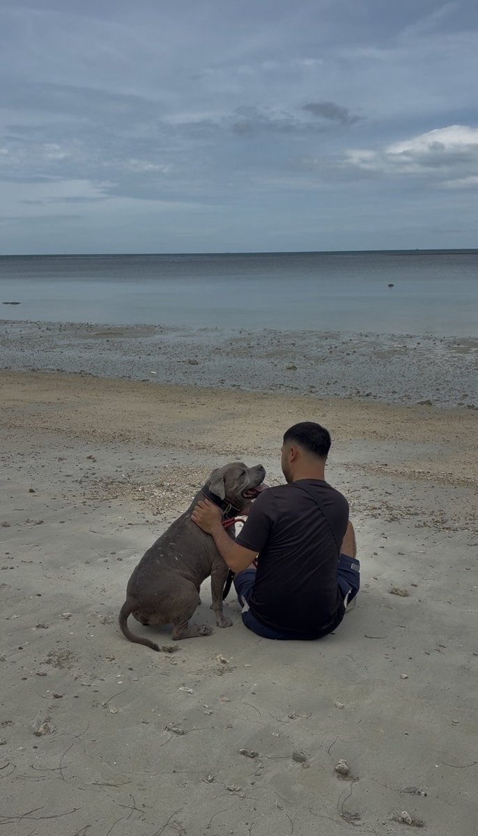 happydoggothai's tweet photo. เดินทางไปเป็นเทวดาบนดาวหมานะบิ๊ก บิ๊กคือพิตบูลที่นิสัยดี อ่อนโยน และน่ารักที่สุดเท่าที่พวกเราเคยมี ตลอดหลายปีที่ผ่านมา บิ๊กทำหน้าที่เพื่อนแท้และคอยสร้างรอยยิ้มให้พวกเราได้สมบูรณ์แบบที่สุดเลย . แต่เมื่อไม่นานมานี้ ร่างกายที่เคยแข็งแรงกลับป่วยหนัก บิ๊กต้องทนเจ็บและระบมไปหมดทั้งตัว วันนี้บิ๊กทิ้งความเจ็บปวดไว้บนโลกนี้หมดแล้วนะ ต่อไปนี้บนดาวหมาคงมีพิตบูลใจดี กำลังแจกรอยยิ้มอยู่แน่ๆ เที่ยวเล่นให้สนุกนะ ไม่ต้องห่วงทางนี้ลาก่อนนะ บิ๊กเพื่อนรัก... หลับให้สบายนะ 🤍🕊️