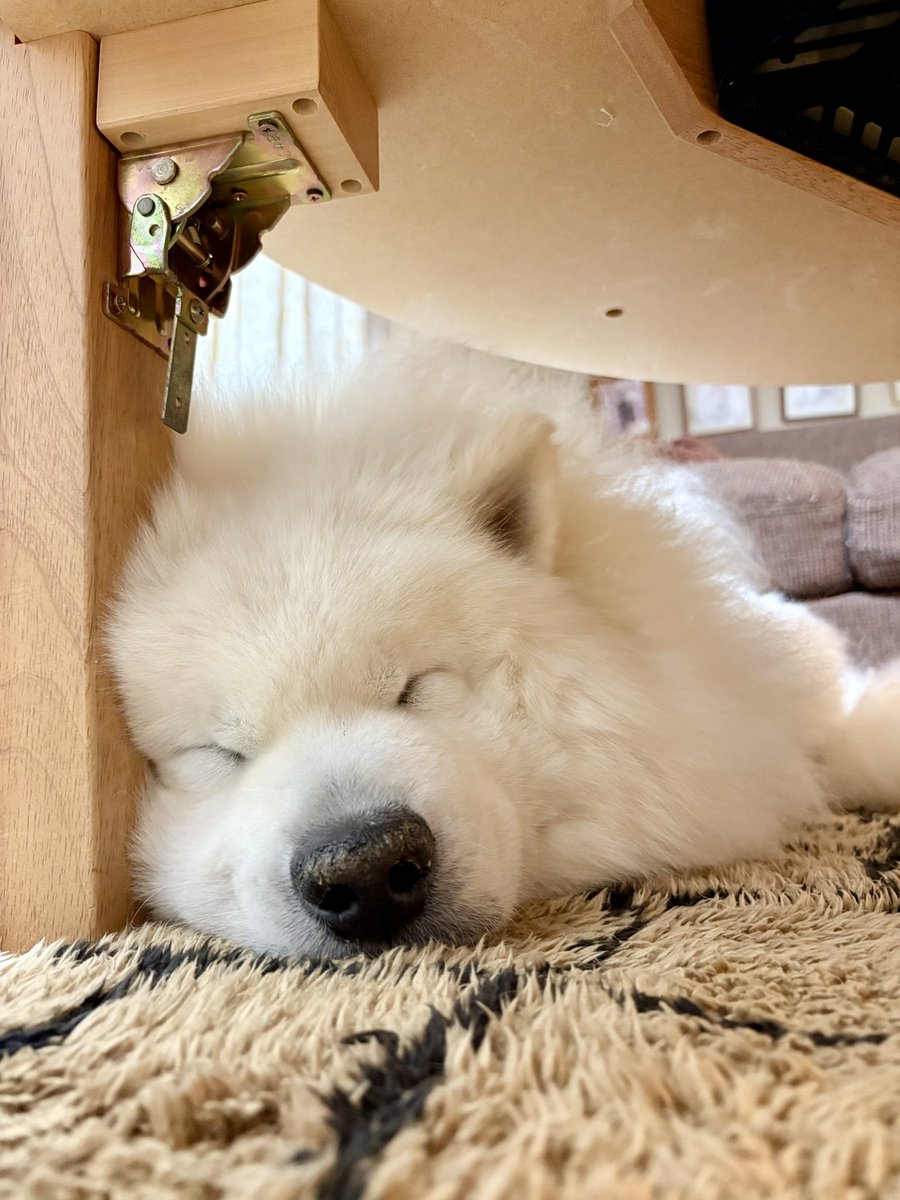 samoyedsunny's tweet photo. 今日も一日お疲れ様でした😴 https://t.co/E2MllanVIR