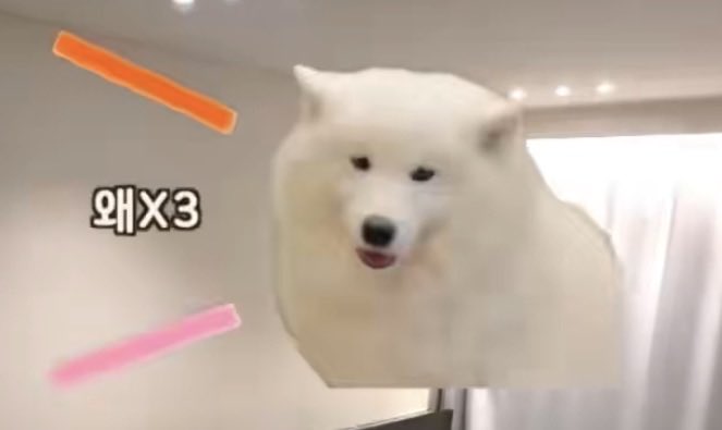 woowoosejj's tweet photo. 이거재노쨩임?ㅋㅋ https://t.co/HJ2EEcEX17