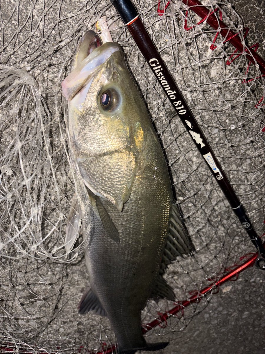 cherryishimura's tweet photo. 久しぶりに綺麗な魚体のタイリク
アイルマグネット好き https://t.co/nospkNPrNZ
