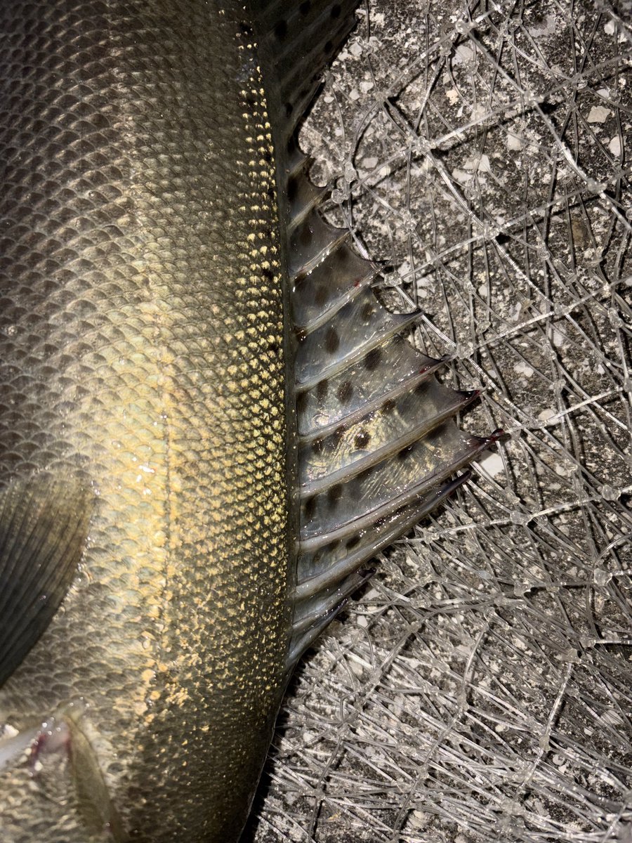 cherryishimura's tweet photo. 久しぶりに綺麗な魚体のタイリク
アイルマグネット好き https://t.co/nospkNPrNZ