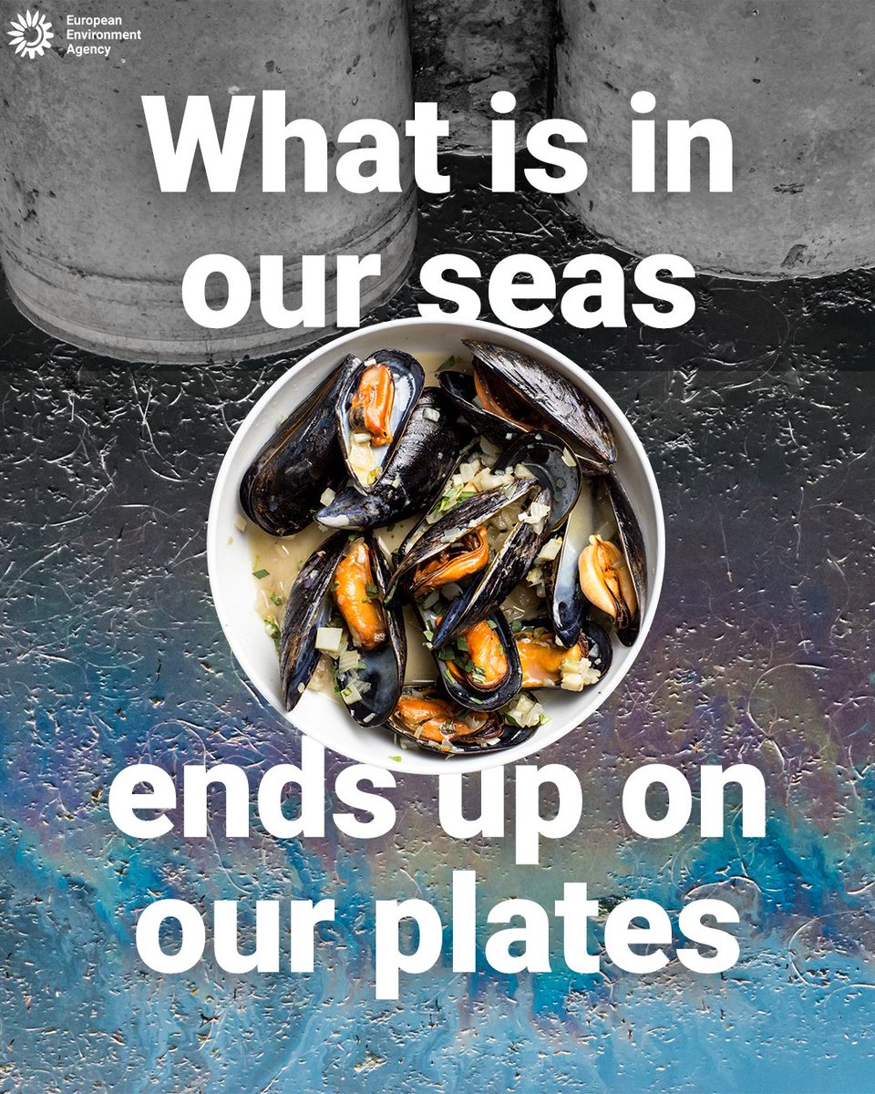 EUEnvironment's tweet photo. Hazardous substances still exceed safe limits in mussels and oysters from Europe's seas. Where trends can be detected, concentrations are falling more often than rising.

🔗 https://t.co/6uzDWiqJy2

#ZeroPollution https://t.co/4AuVe3QsPZ