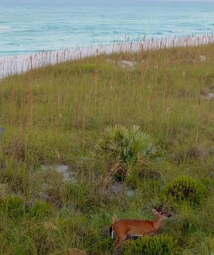 A small deer stands in coastal dune grass with palmettos, the blue ocean visible in the background.