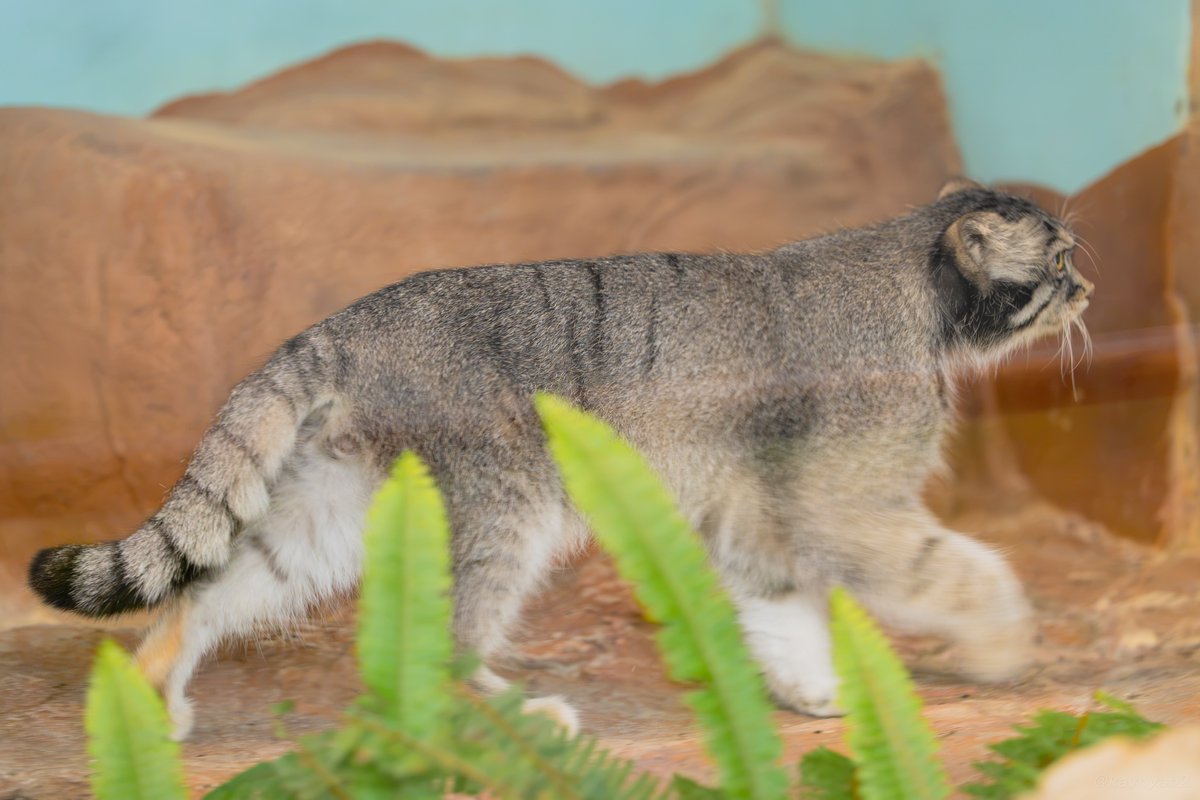 kaynyan2's tweet photo. すらっとイーリス君
#manul #マヌルネコ #王子動物園 #イーリス https://t.co/STyKlcMfoe