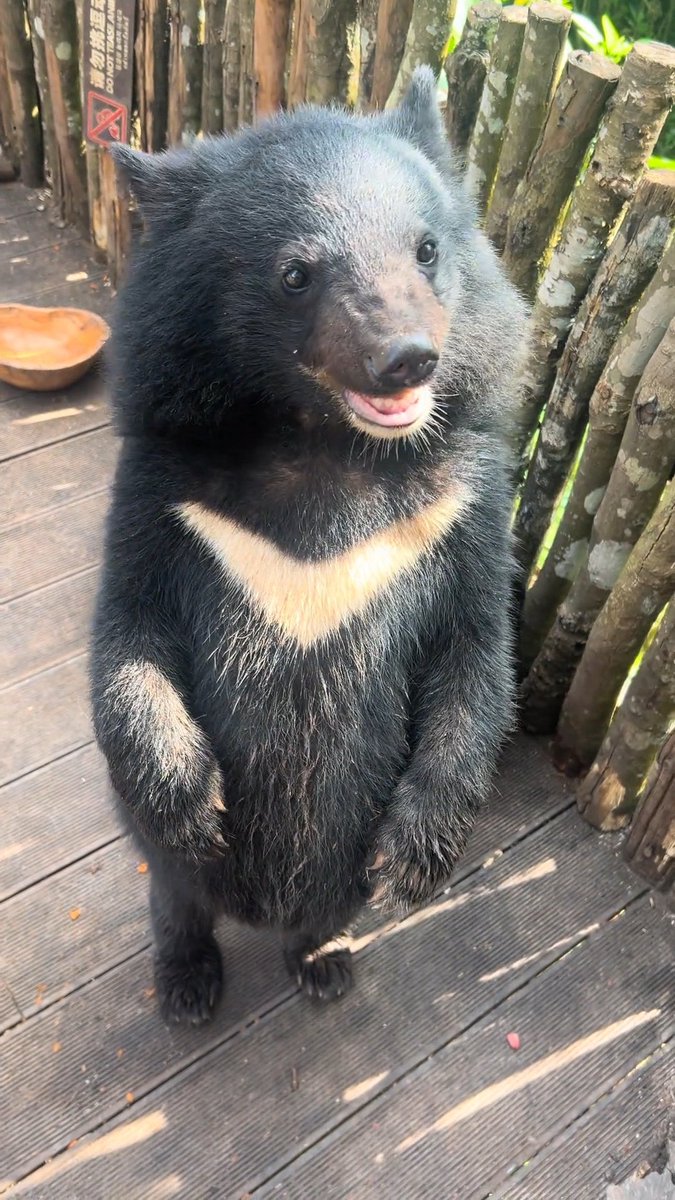 nagathuki's tweet photo. 「はわぁー！おピーナッツだぁ…！おいしいねぇ…！えっとね、もういっこ！はわぁぁ…カリカリおいしい…！」
めちゃくちゃ嬉しそうなニコニコのお顔で、落花生頂くこぐまなのだ！トコトコノコノコついて歩いてって、ほんと愛おしいのだ…！
2026/10/4
#普洱太阳河森林公园
#ツキノワグマ https://t.co/XjCGzR7X2Q